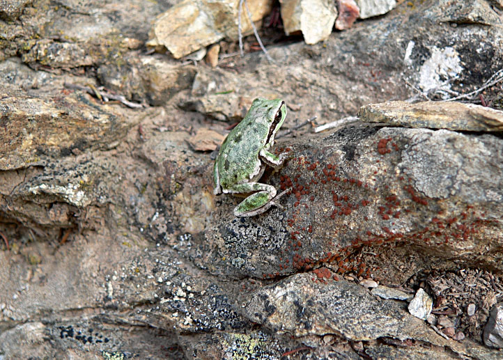 Rana da identificare - raganella Hyla sarda